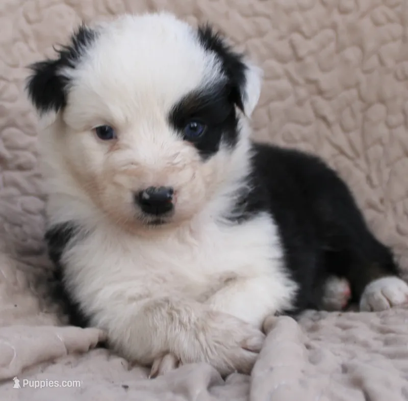 Muncho – Australian Shepherd puppy for sale in Laurel, MS