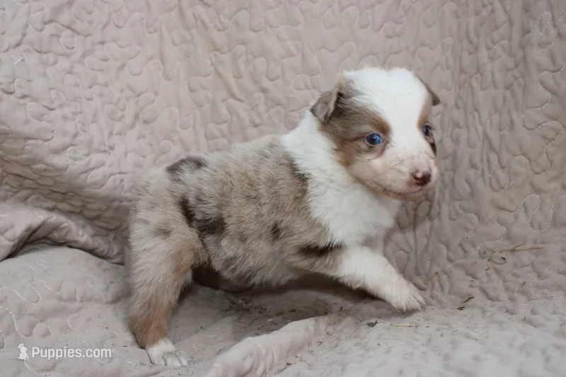 Frito (Reserved) – Australian Shepherd puppy for sale in Laurel, MS