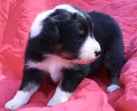 Cheeto, a female Australian Shepherd for sale in Laurel, MS – 2 of 10