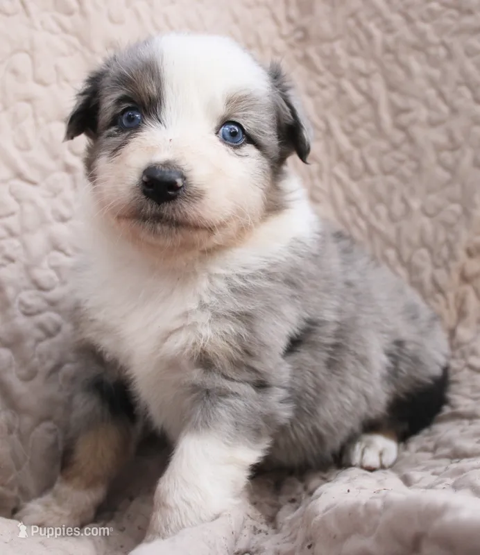 Zapps – Australian Shepherd puppy for sale in Laurel, MS