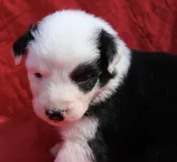 Muncho, a female Australian Shepherd for sale in Laurel, MS – 3 of 7