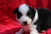Taki, a female Australian Shepherd for sale in Laurel, MS – 6 of 8