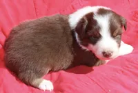 Ruffles, a male Australian Shepherd for sale in Laurel, MS – 3 of 8
