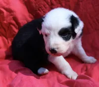 Muncho, a female Australian Shepherd for sale in Laurel, MS – 2 of 7