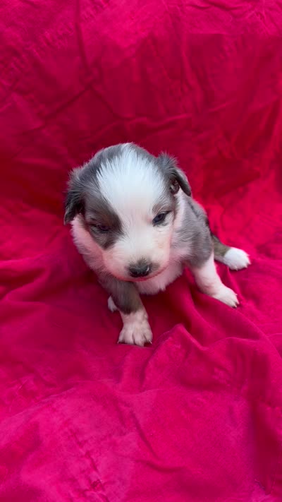 Zapps, a male Australian Shepherd for sale in Laurel, MS – 10 of 10