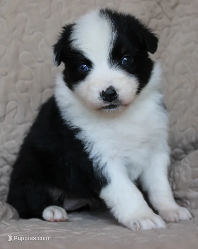 Taki – Australian Shepherd puppy for sale in Laurel, MS