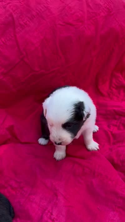 Pringles, a female Australian Shepherd for sale in Laurel, MS – 8 of 8