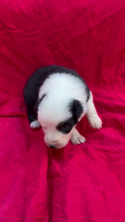 Muncho, a female Australian Shepherd for sale in Laurel, MS – 7 of 7
