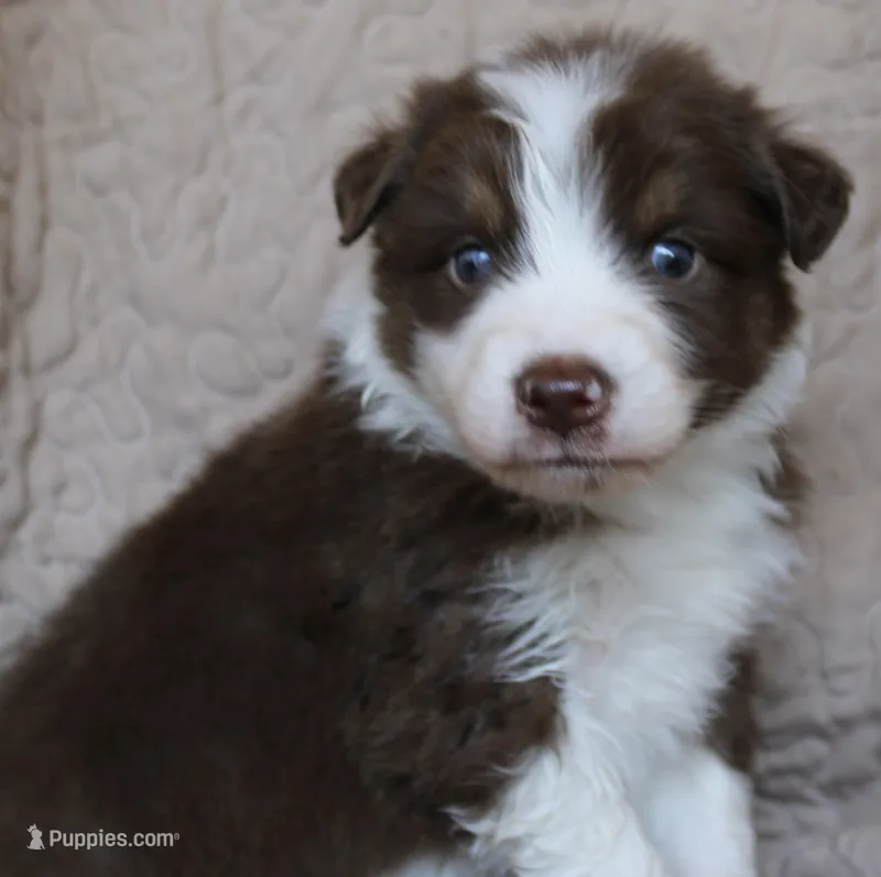 Ruffles – Australian Shepherd puppy for sale in Laurel, MS
