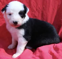 Muncho, a female Australian Shepherd for sale in Laurel, MS – 5 of 7