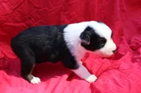 Taki, a female Australian Shepherd for sale in Laurel, MS – 7 of 8