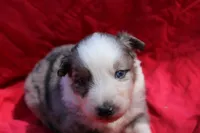 Zapps, a male Australian Shepherd for sale in Laurel, MS – 9 of 10