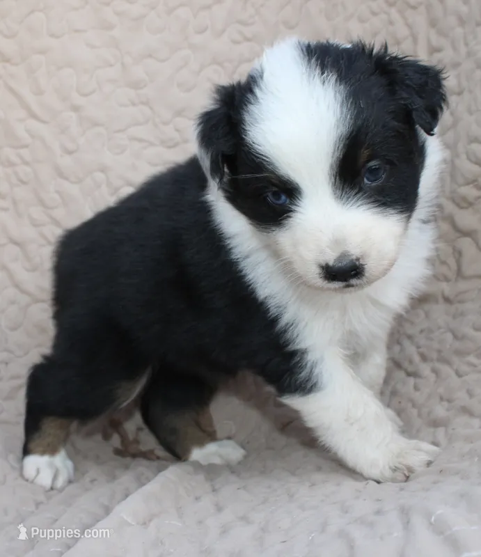 Taki – Australian Shepherd puppy for sale in Laurel, MS