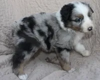 Tostito, a female Australian Shepherd for sale in Laurel, MS – 3 of 4