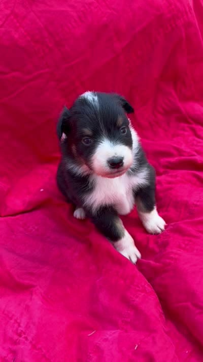 Cheeto, a female Australian Shepherd for sale in Laurel, MS – 10 of 10