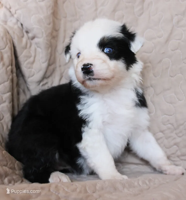 Muncho – Australian Shepherd puppy for sale in Laurel, MS