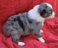 Zapps, a male Australian Shepherd for sale in Laurel, MS – 2 of 10
