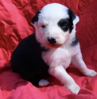 Muncho, a female Australian Shepherd for sale in Laurel, MS – 1 of 7