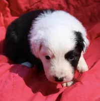 Pringles, a female Australian Shepherd for sale in Laurel, MS – 5 of 8