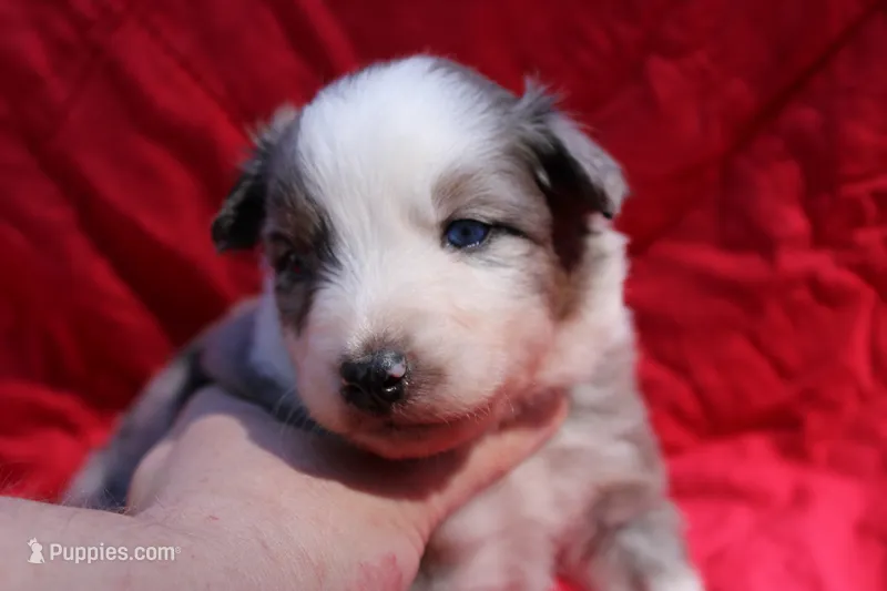 Zapps – Australian Shepherd puppy for sale in Laurel, MS