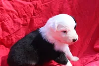 Pringles, a female Australian Shepherd for sale in Laurel, MS – 7 of 8