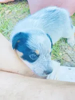 Miss coon , a female Australian Cattle Dog for sale in Sylvania, GA – 5 of 6