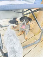 Big boy, a male Australian Cattle Dog for sale in Sylvania, GA – 2 of 7