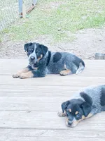Big boy, a male Australian Cattle Dog for sale in Sylvania, GA – 4 of 7