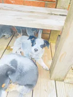 Miss coon , a female Australian Cattle Dog for sale in Sylvania, GA – 3 of 6