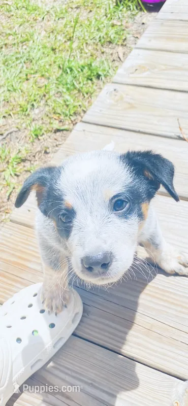 Miss coon  – Australian Cattle Dog puppy for sale in Sylvania, GA