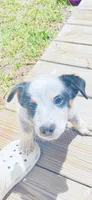 Miss coon , a female Australian Cattle Dog for sale in Sylvania, GA – 1 of 6