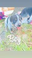 Big boy, a male Australian Cattle Dog for sale in Sylvania, GA – 6 of 7