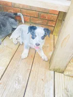 Miss coon , a female Australian Cattle Dog for sale in Sylvania, GA – 2 of 6