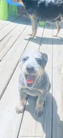 Penny, a female Australian Cattle Dog for sale in Sylvania, GA – 6 of 8