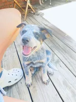 Penny, a female Australian Cattle Dog for sale in Sylvania, GA – 5 of 8
