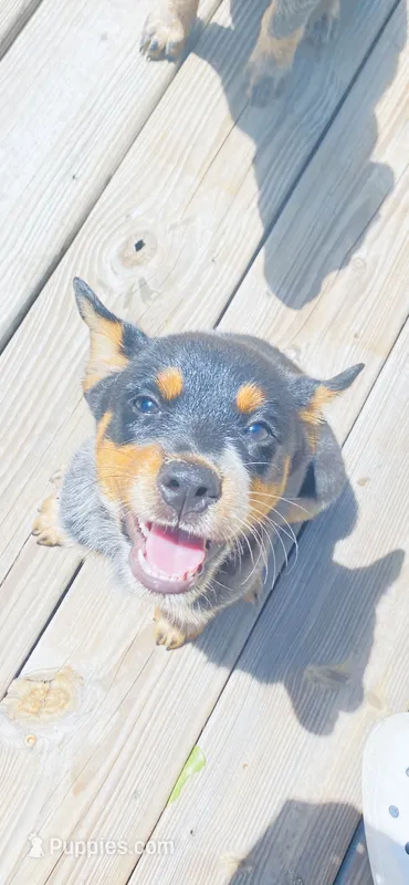 Baby girl – Australian Cattle Dog puppy for sale in Sylvania, GA