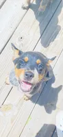 Baby girl, a female Australian Cattle Dog for sale in Sylvania, GA – 1 of 7