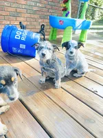 Miss coon , a female Australian Cattle Dog for sale in Sylvania, GA – 4 of 6