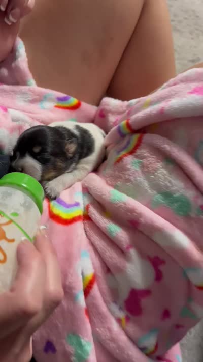 Baby girl, a female Australian Cattle Dog for sale in Sylvania, GA – 7 of 7