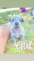 Penny, a female Australian Cattle Dog for sale in Sylvania, GA – 8 of 8