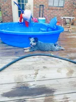 Penny, a female Australian Cattle Dog for sale in Sylvania, GA – 3 of 8