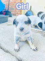 Miss coon , a female Australian Cattle Dog for sale in Sylvania, GA – 6 of 6