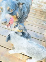 Baby girl, a female Australian Cattle Dog for sale in Sylvania, GA – 5 of 7