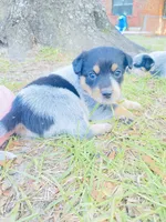Baby girl, a female Australian Cattle Dog for sale in Sylvania, GA – 6 of 7