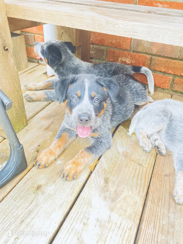 Big boy – Australian Cattle Dog puppy for sale in Sylvania, GA