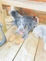 Big boy, a male Australian Cattle Dog for sale in Sylvania, GA – 1 of 7