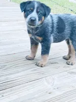Big boy, a male Australian Cattle Dog for sale in Sylvania, GA – 3 of 7