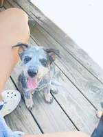Penny, a female Australian Cattle Dog for sale in Sylvania, GA – 4 of 8