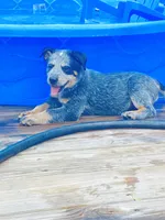 Penny, a female Australian Cattle Dog for sale in Sylvania, GA – 1 of 8