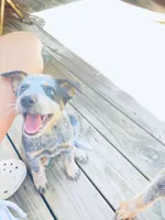 Penny, a female Australian Cattle Dog for sale in Sylvania, GA – 2 of 8